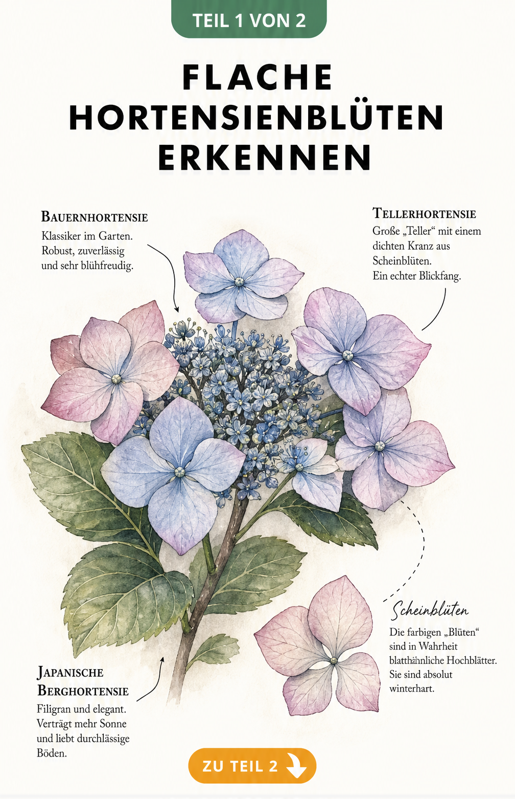 Botanische Illustration einer flachen Hortensienblüte mit Scheinblüten und den Arten Bauernhortensie, Tellerhortensie und Japanische Berghortensie