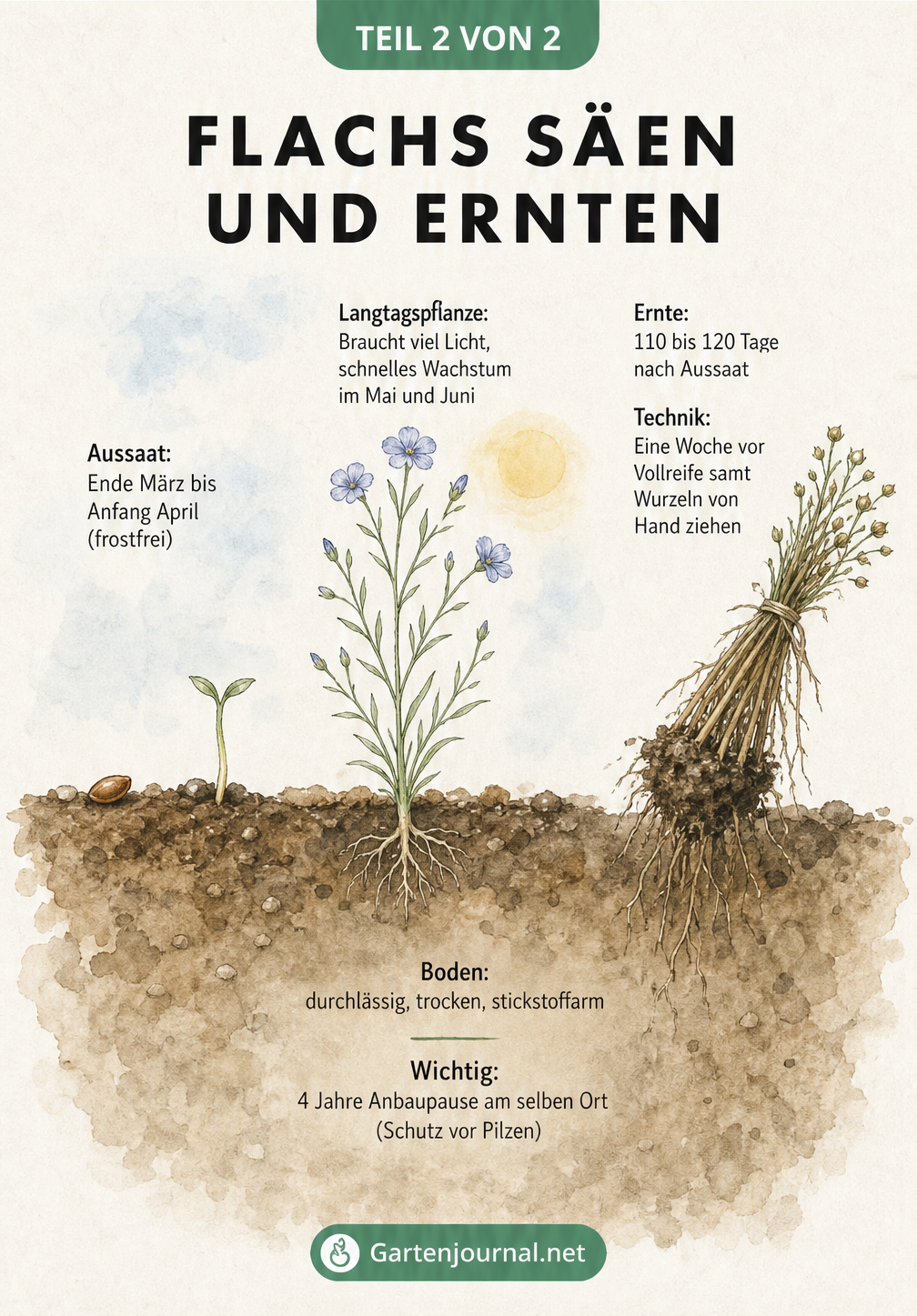 Illustration des Lebenszyklus von Flachs vom Samenkorn bis zur Ernte mit Standortbedingungen