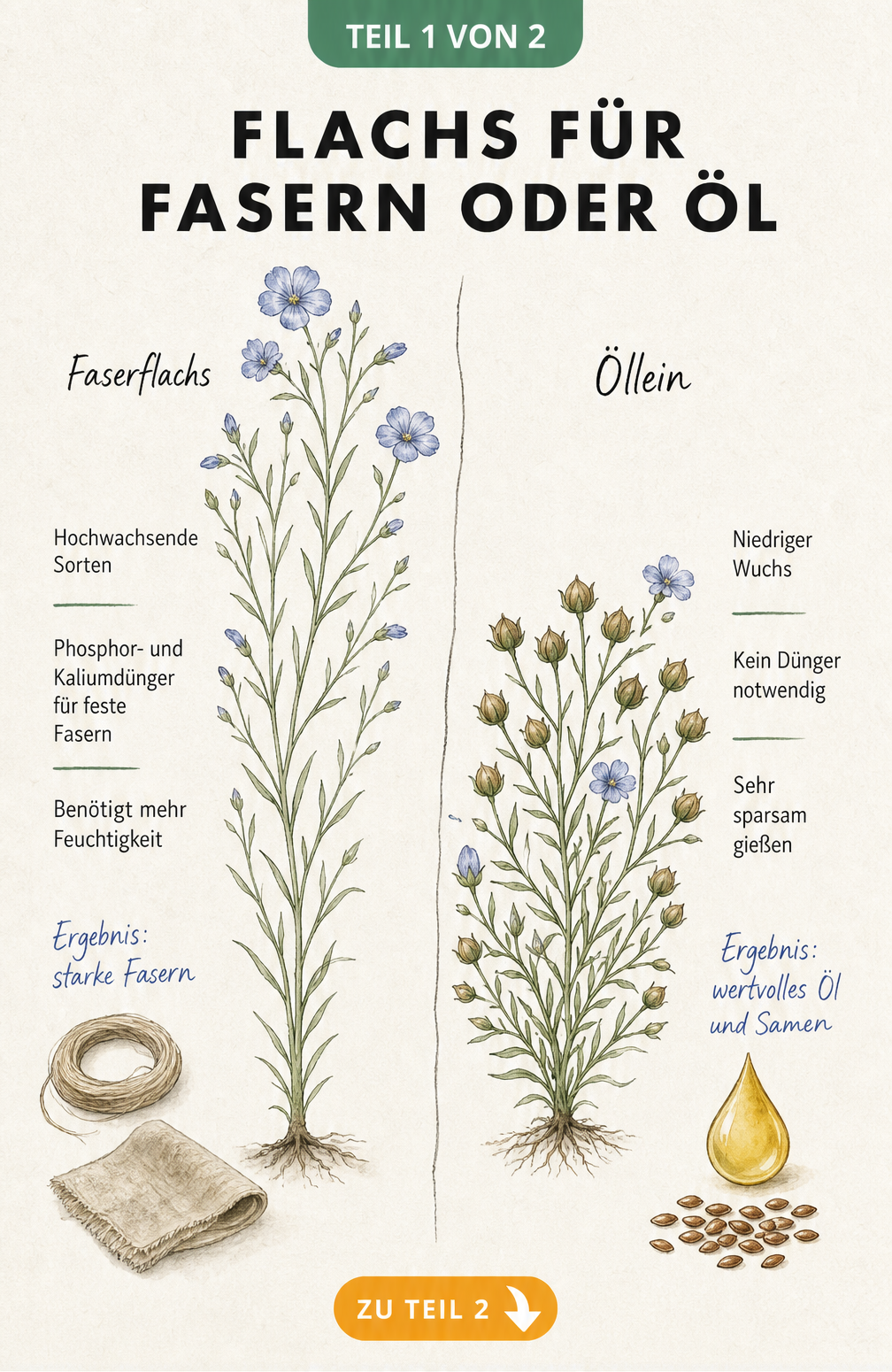 Botanische Illustration von Faserflachs und Öllein im Vergleich mit ihren Merkmalen und Endprodukten