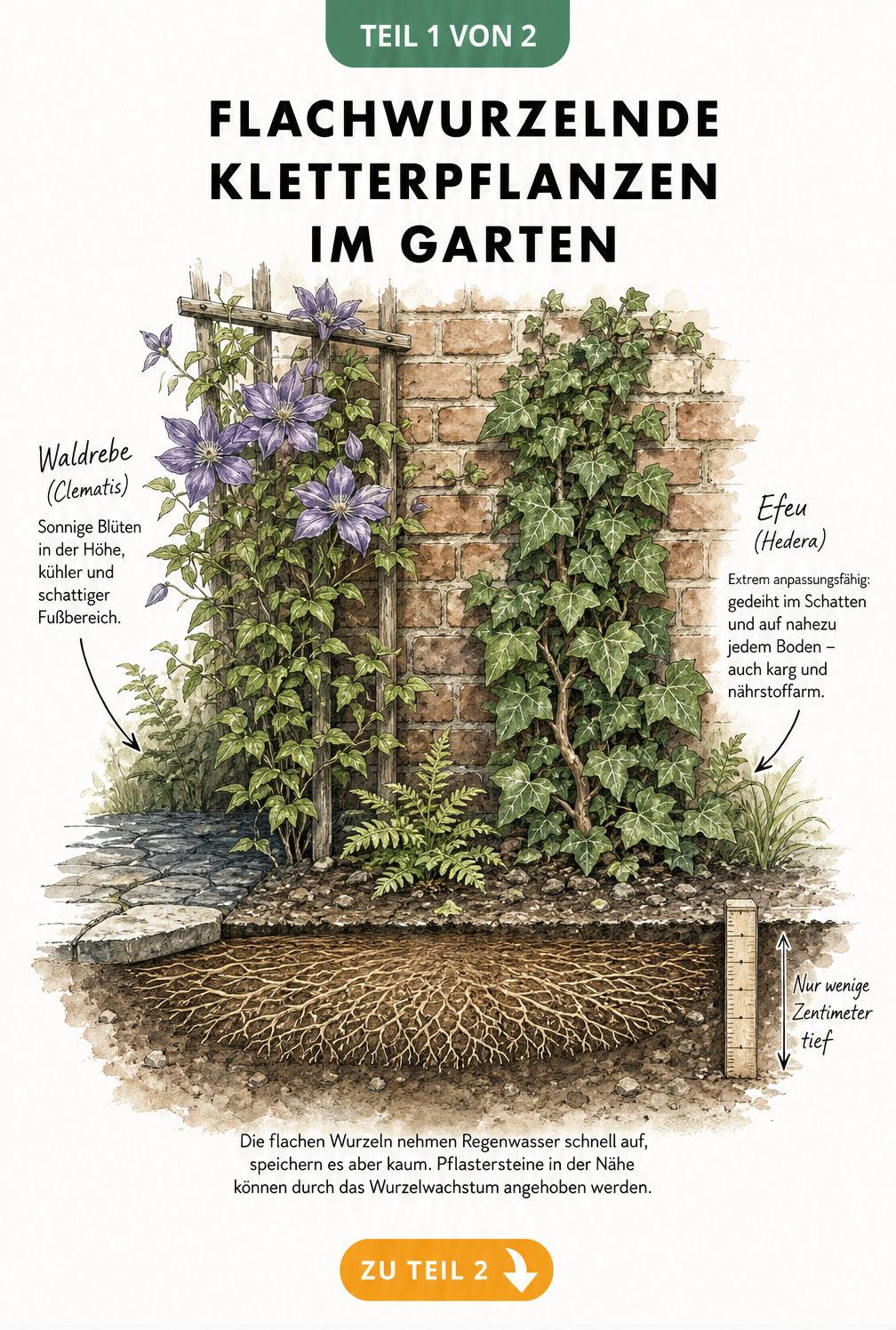 Querschnitt eines Gartenbeets mit flachwurzelnden Kletterpflanzen wie Clematis und Efeu an einer Backsteinmauer