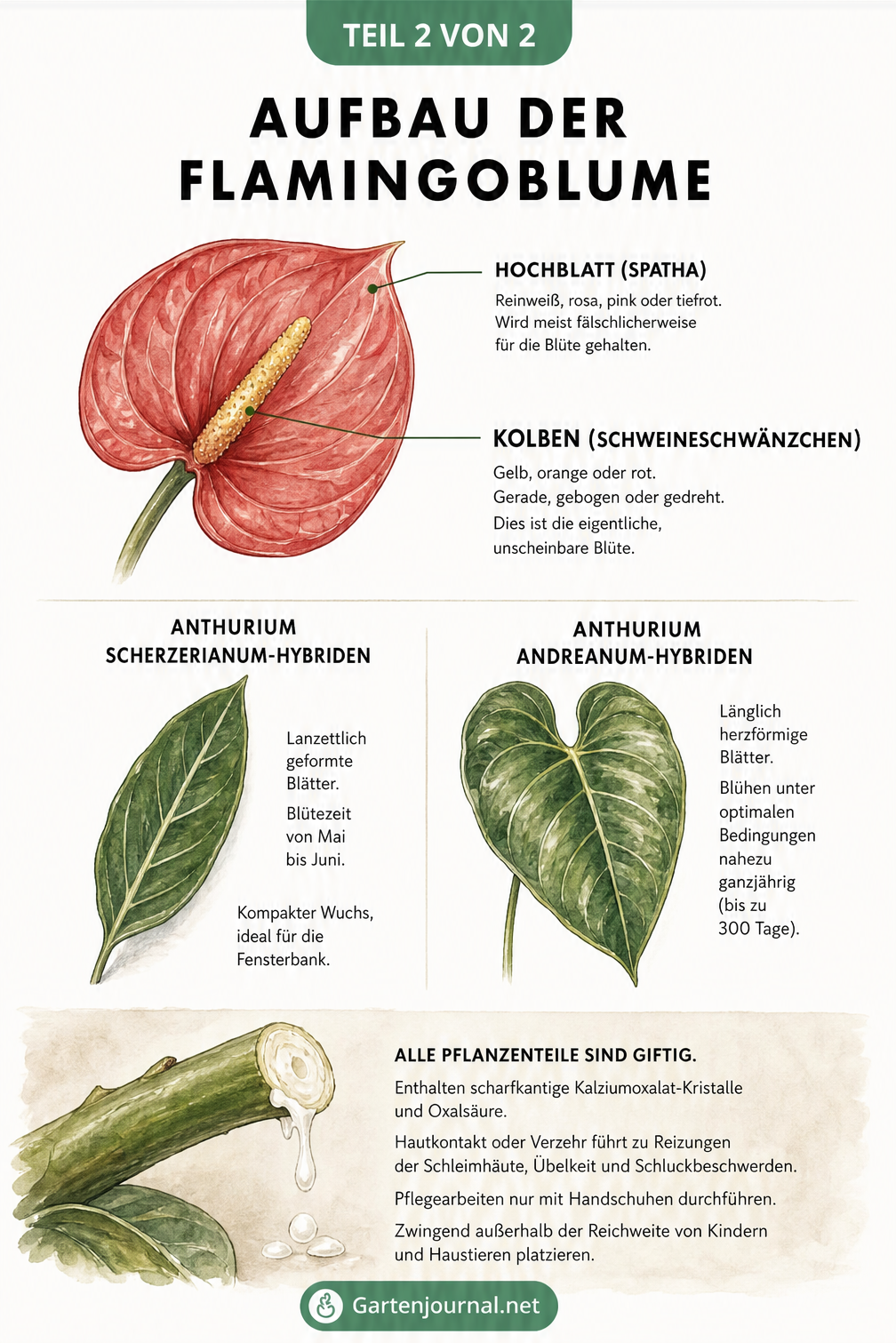 Botanische Lehrtafel zum Aufbau der Flamingoblume, Gegenüberstellung der Arten und Warnhinweis zur Toxizität.