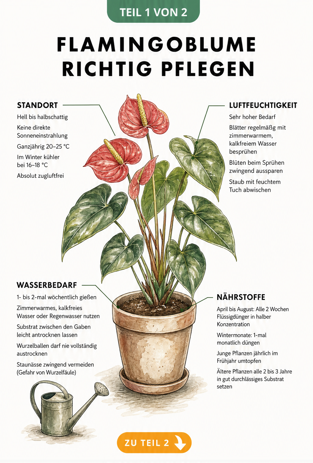 Botanische Illustration einer Flamingoblume im Topf mit Pflegehinweisen zu Standort, Luftfeuchtigkeit, Wasserbedarf und Nährstoffen.