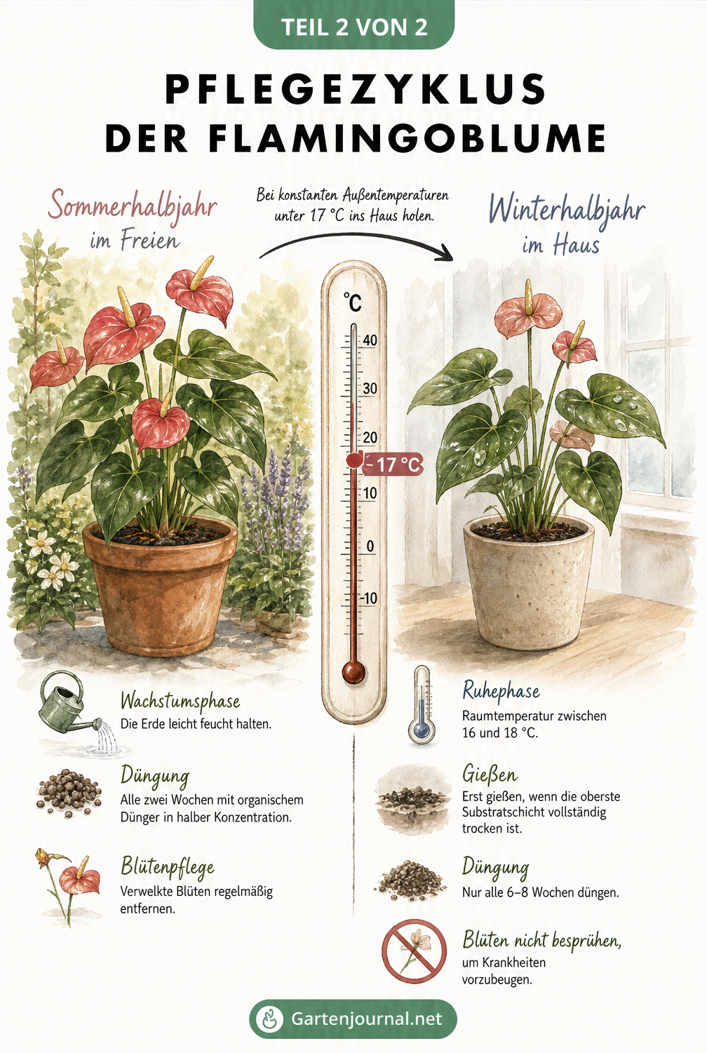 Zweigeteilte Grafik zum Pflegezyklus der Flamingoblume im Sommer draußen und im Winter drinnen