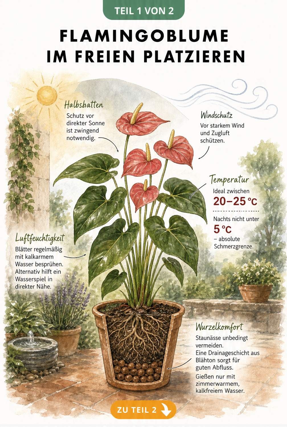 Botanische Illustration einer Flamingoblume im Terrakottatopf mit Hinweisen zu Standort, Temperatur und Luftfeuchtigkeit