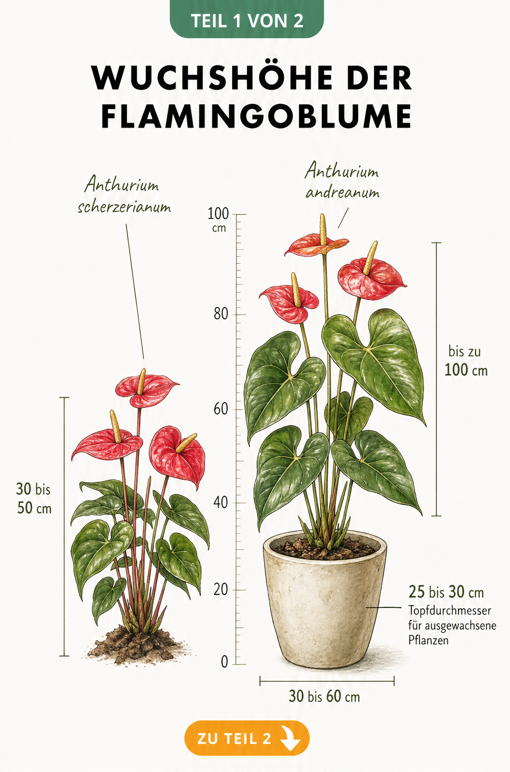 Größenvergleich zweier Flamingoblumen: Anthurium scherzerianum mit 30 bis 50 cm und Anthurium andreanum mit bis zu 100 cm Wuchshöhe.
