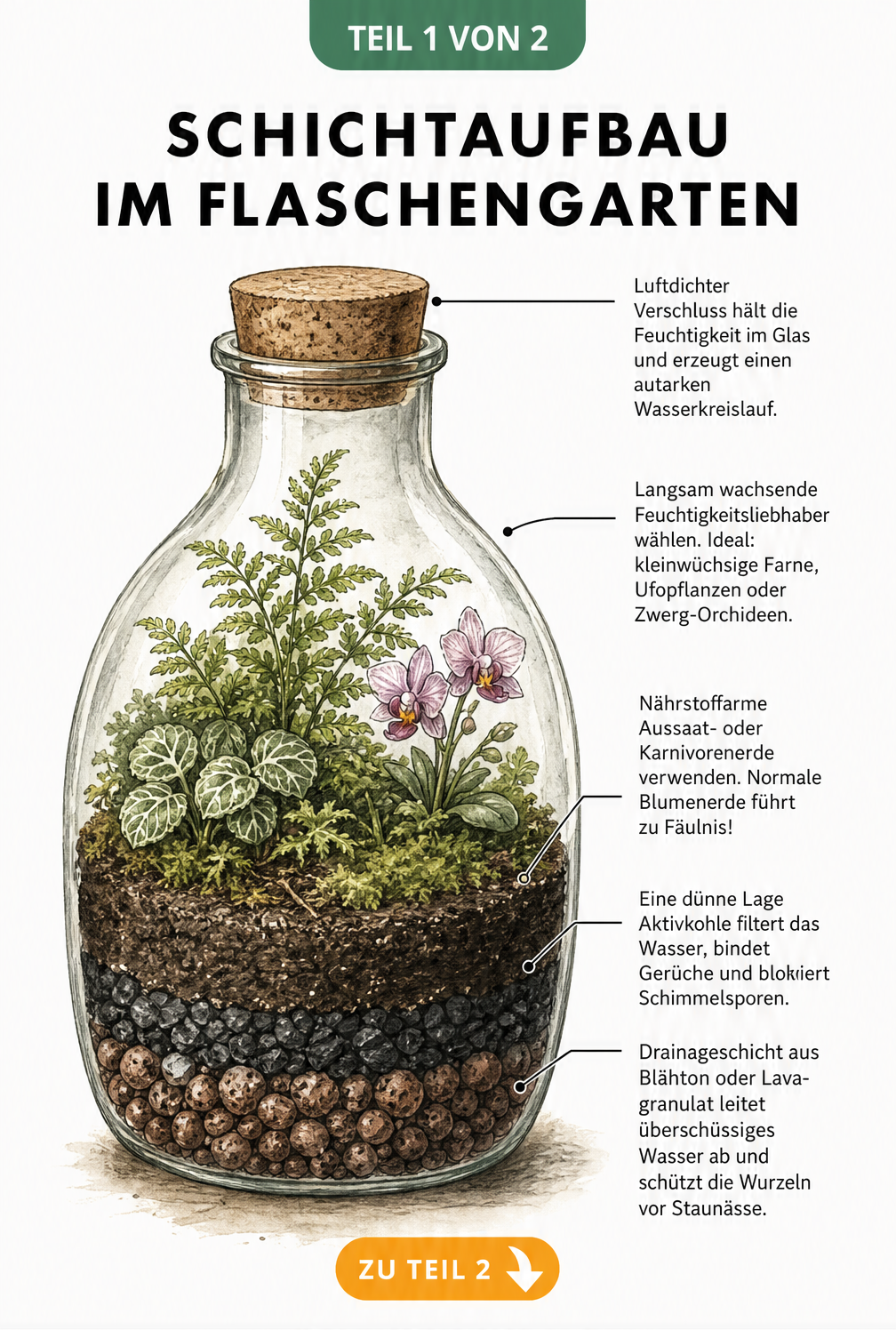 Schnittansicht eines Flaschengartens mit Schichtaufbau aus Blähton, Aktivkohle und Erde