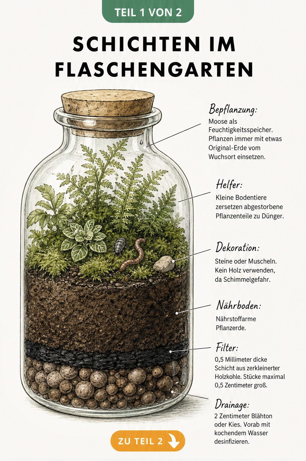 Querschnitt eines Flaschengartens im Apothekerglas mit Schichten aus Kies, Holzkohle, Erde und Moos