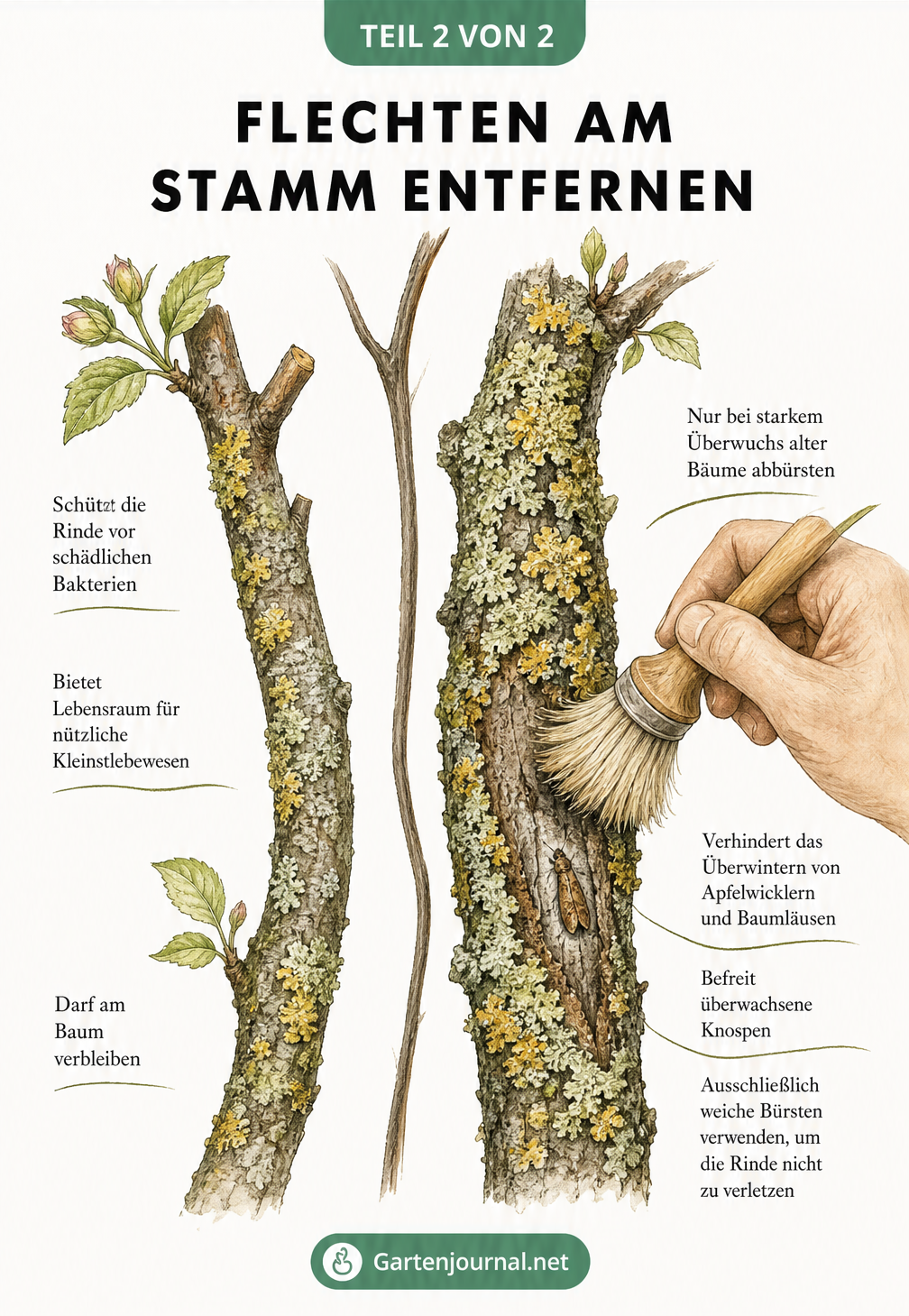 Illustration zur Pflege eines Apfelbaums mit Flechten, die zeigt, wann und wie man sie schonend abbürstet.