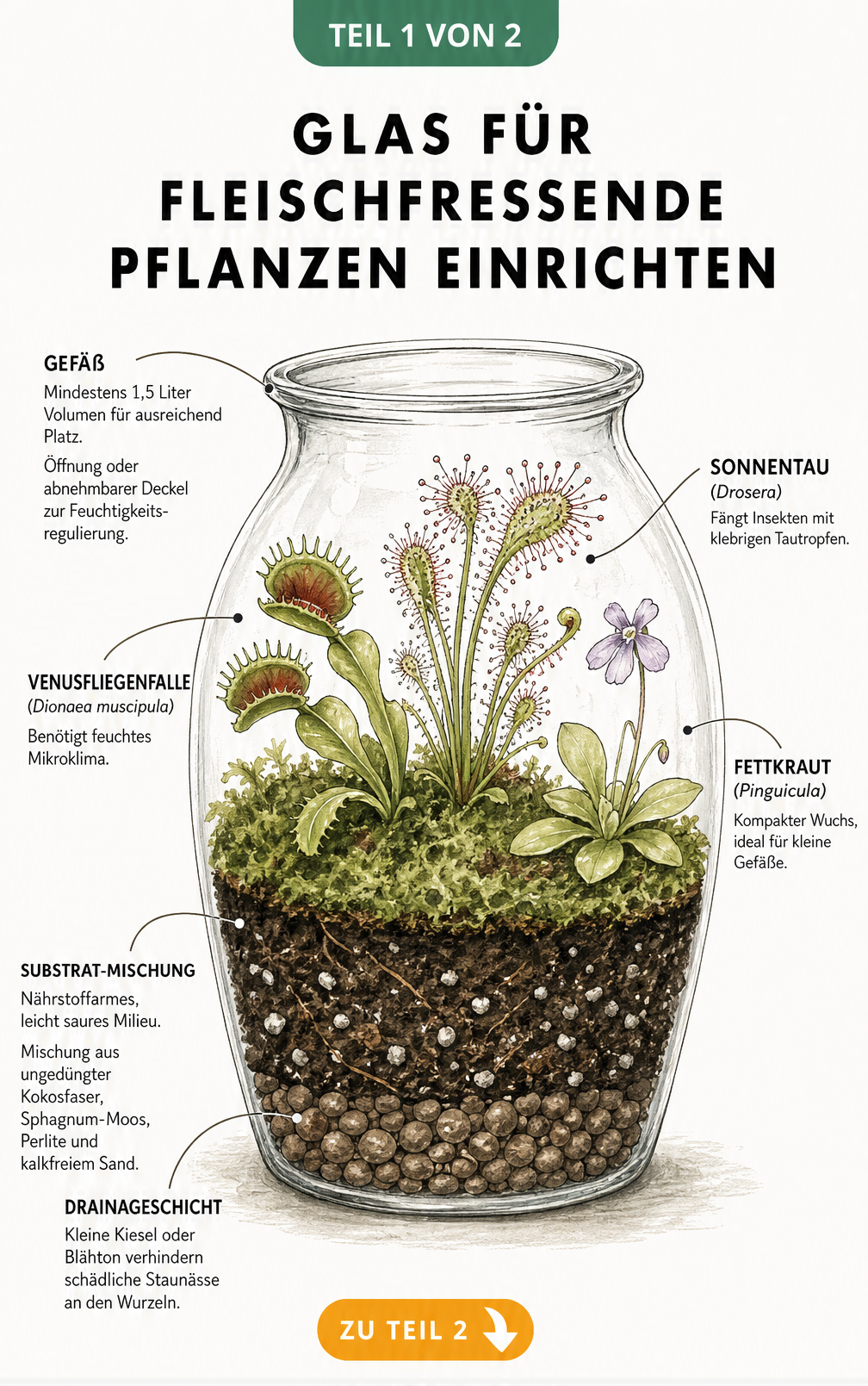 Botanische Querschnitts-Illustration einer bauchigen Glasvase mit Venusfliegenfalle, Sonnentau und Fettkraut sowie dem geschichteten Bodenaufbau aus...
