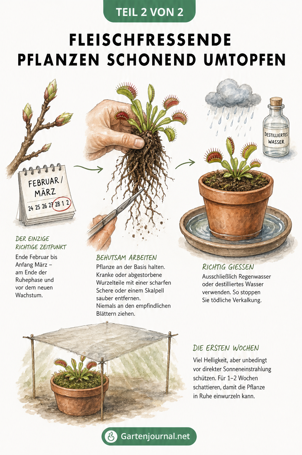 Illustration des schonenden Umtopfens einer fleischfressenden Pflanze, vom richtigen Zeitpunkt bis zum Gießen mit Regenwasser