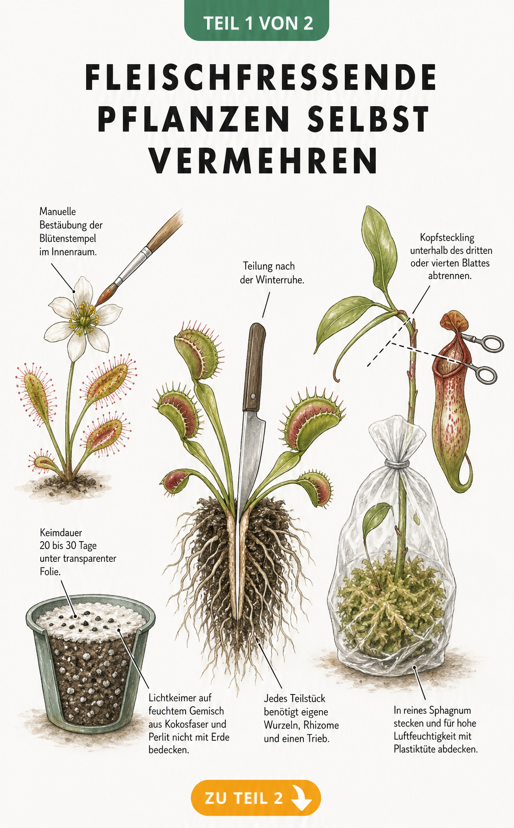 Illustration von drei Methoden zur Vermehrung fleischfressender Pflanzen: Bestäubung, Teilung der Venusfliegenfalle und Kopfsteckling einer Kannenpflanze.