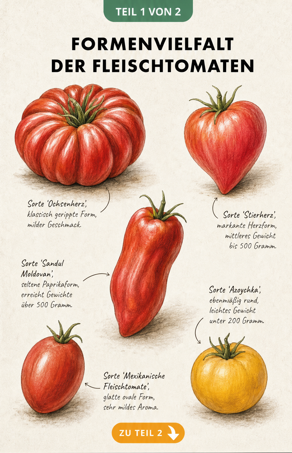 Botanische Illustration von fünf verschiedenen Fleischtomaten-Formen wie Ochsenherz, Stierherz und Sandul Moldovan