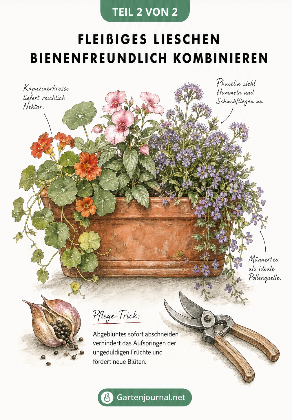 Aquarell-Illustration eines bepflanzten Balkonkastens mit Fleißigem Lieschen, Kapuzinerkresse, Bienenfreund und Männertreu sowie einem Pflege-Tipp.