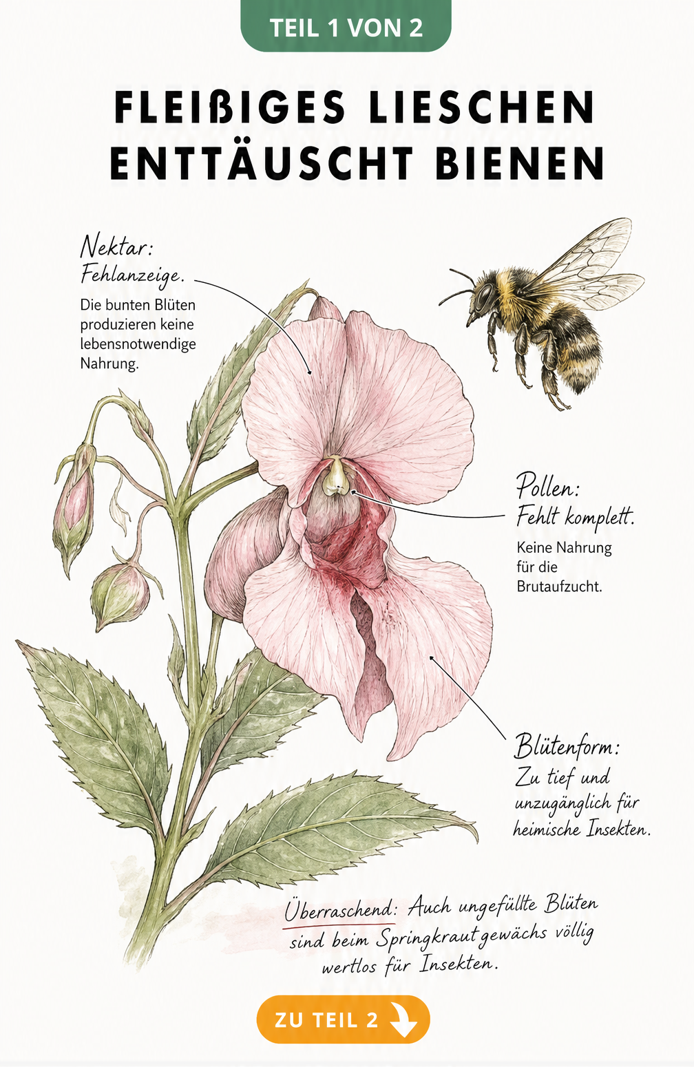 Botanische Illustration einer ungefüllten Blüte des Fleißigen Lieschens mit einer abgewendeten Wildbiene und Erklärungen zu fehlendem Nektar und Pollen.