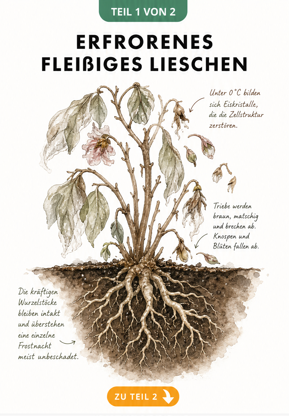 Botanische Illustration eines Fleißigen Lieschens mit Frostschäden an den Blättern und intaktem Wurzelwerk