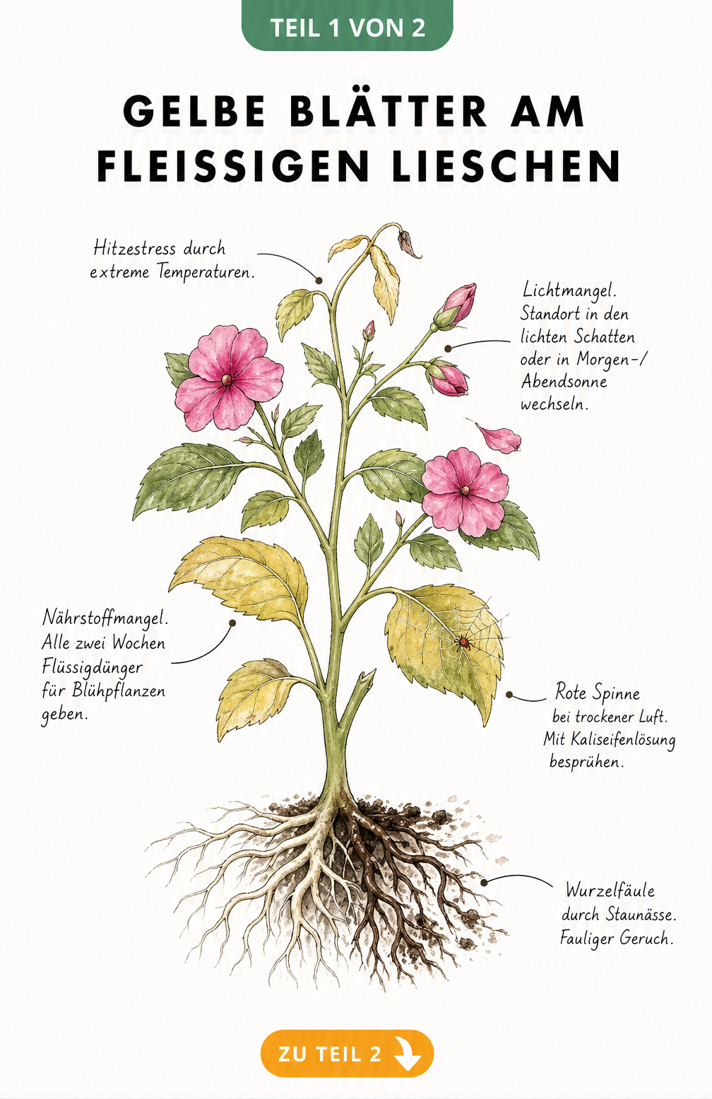 Botanische Illustration eines Fleißigen Lieschens mit Schadbildern wie gelben Blättern, abfallenden Knospen und Wurzelfäule