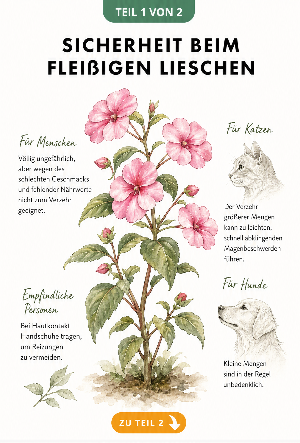 Botanische Illustration eines Fleißigen Lieschens mit Hinweisen zur Ungefährlichkeit für Menschen und Haustiere