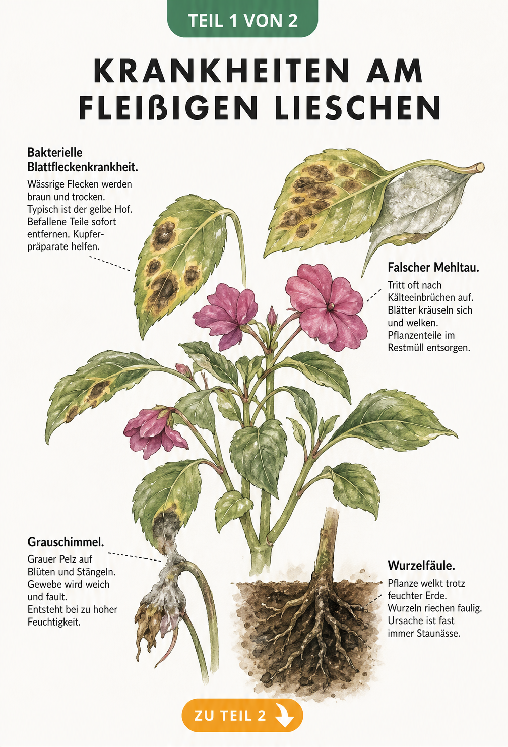 Botanische Illustration eines Fleißigen Lieschens mit Schadbildern von Bakterieller Blattfleckenkrankheit, Falschem Mehltau, Grauschimmel und Wurzelfäule