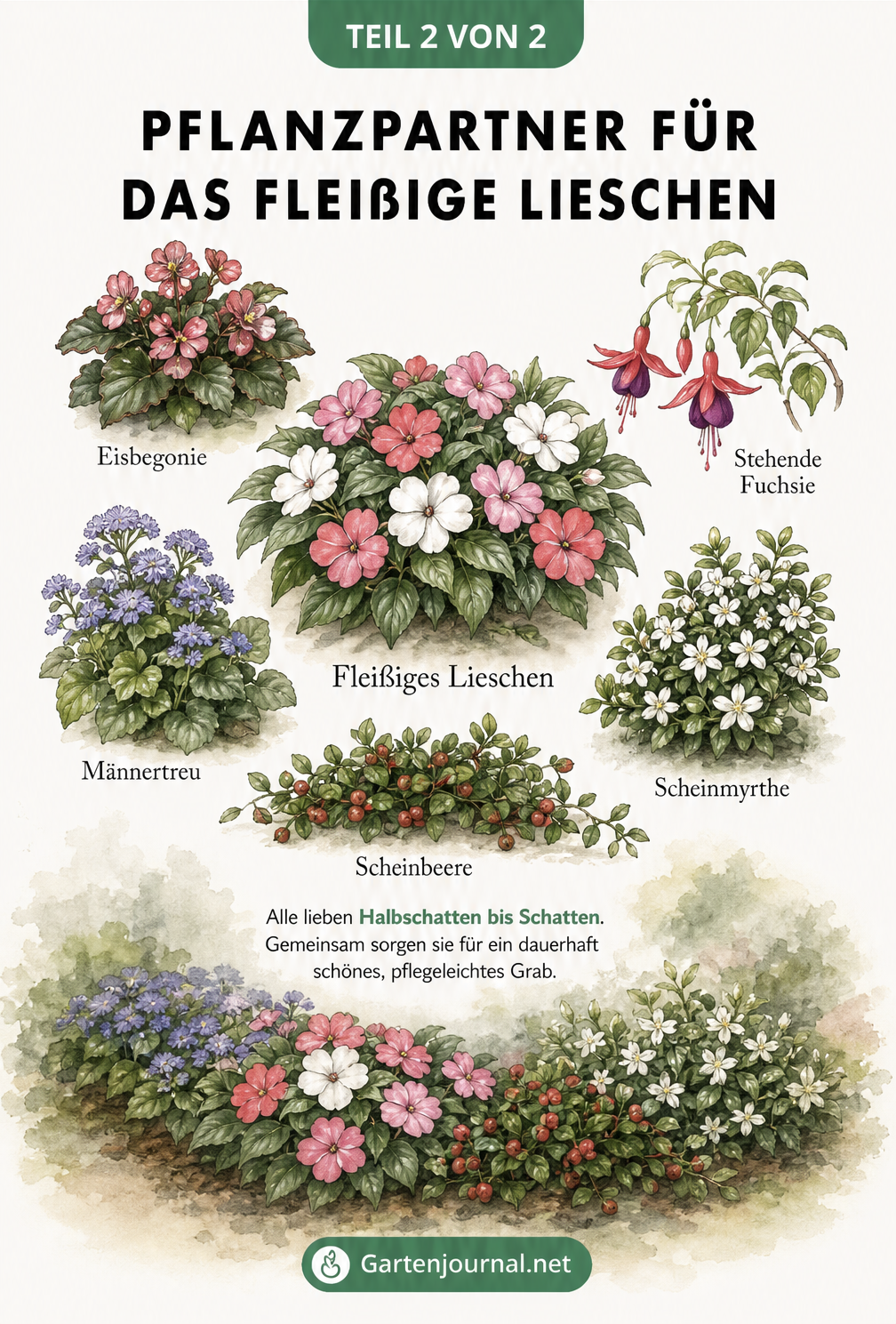 Botanische Zeichnung von Fleißigem Lieschen, Eisbegonie, Stehender Fuchsie, Männertreu, Scheinmyrthe und Scheinbeere