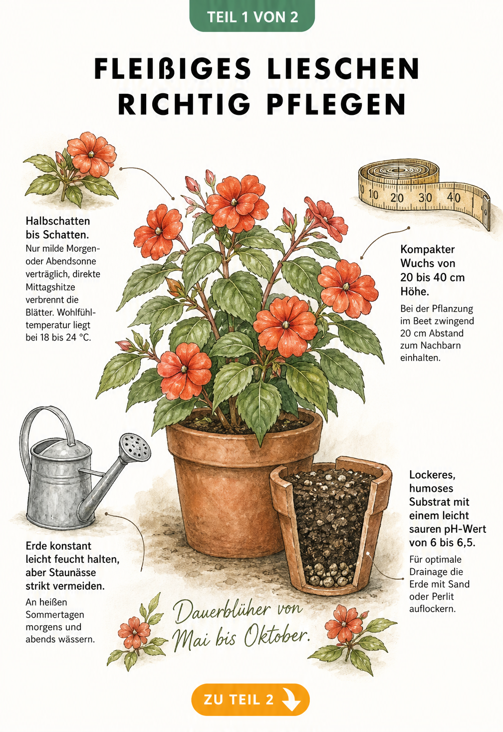 Botanische Illustration eines Fleißigen Lieschens im Terrakotta-Topf mit Pflegehinweisen zu Standort, Gießen und Erde
