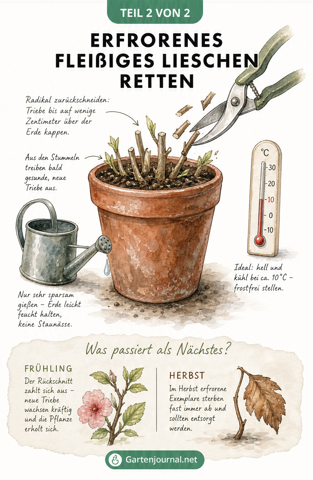 Illustration eines Fleißigen Lieschens im Topf, das radikal zurückgeschnitten wird, mit Thermometer bei 10 Grad