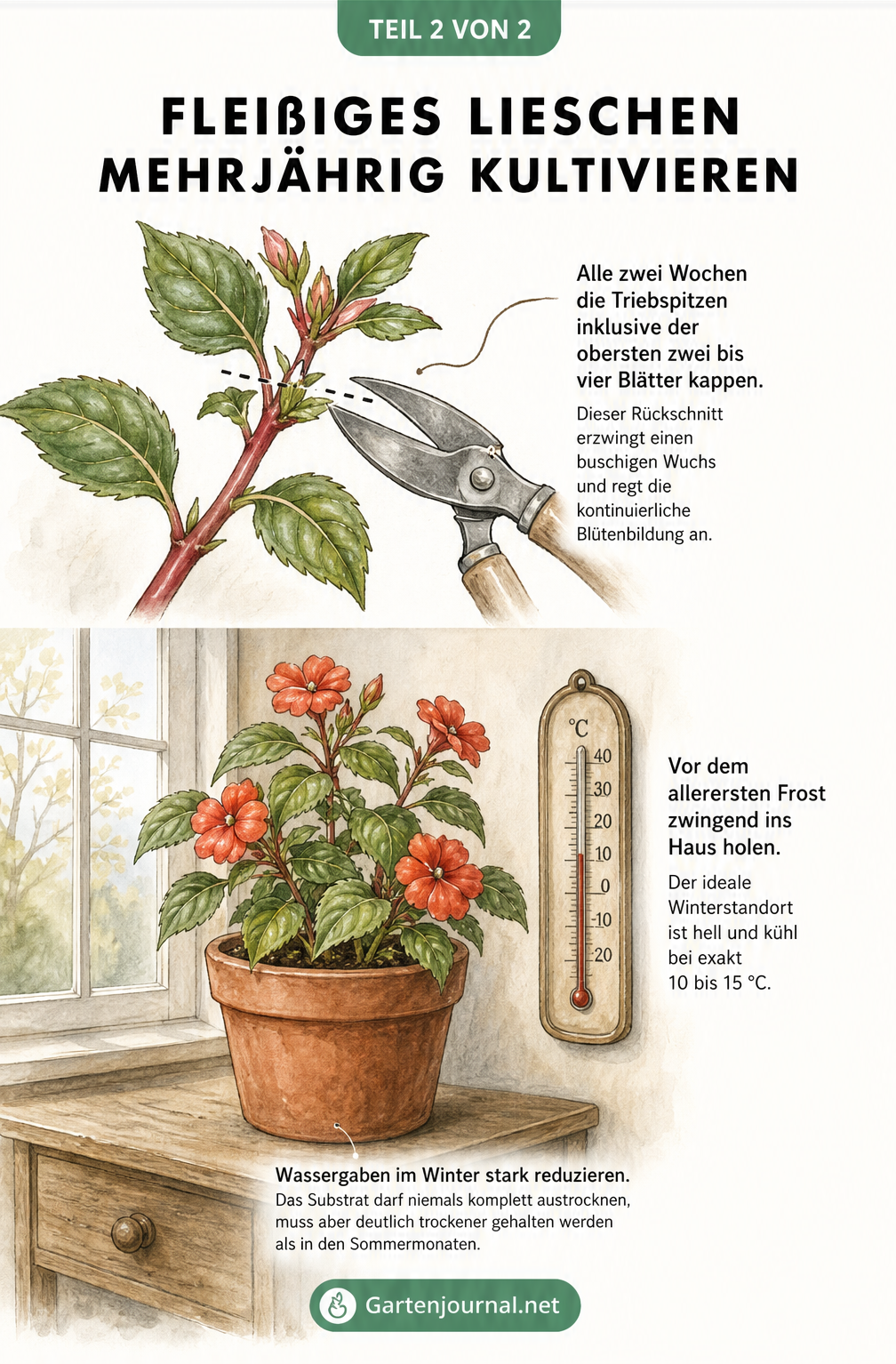 Illustration zur mehrjährigen Kultivierung des Fleißigen Lieschens mit Tipps zum Rückschnitt und Winterquartier