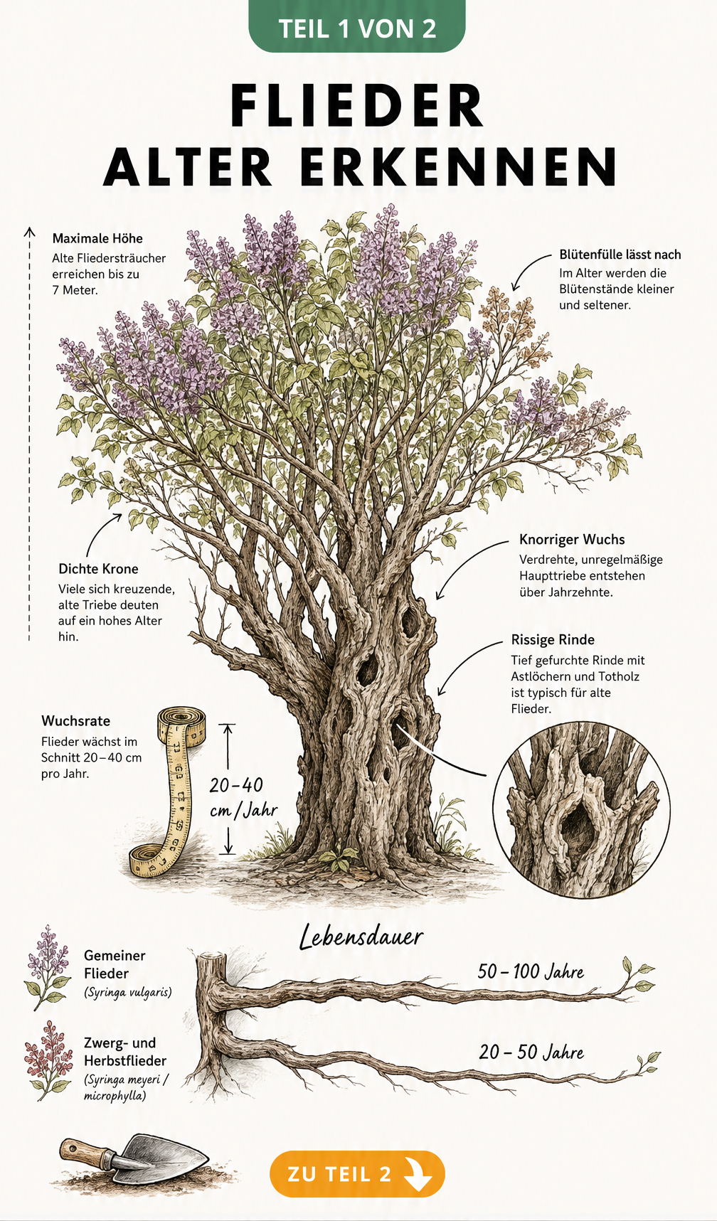 Botanische Illustration eines alten Fliederstrauchs mit Merkmalen zur Altersbestimmung wie Rinde, Wuchshöhe und Lebensdauer verschiedener Sorten