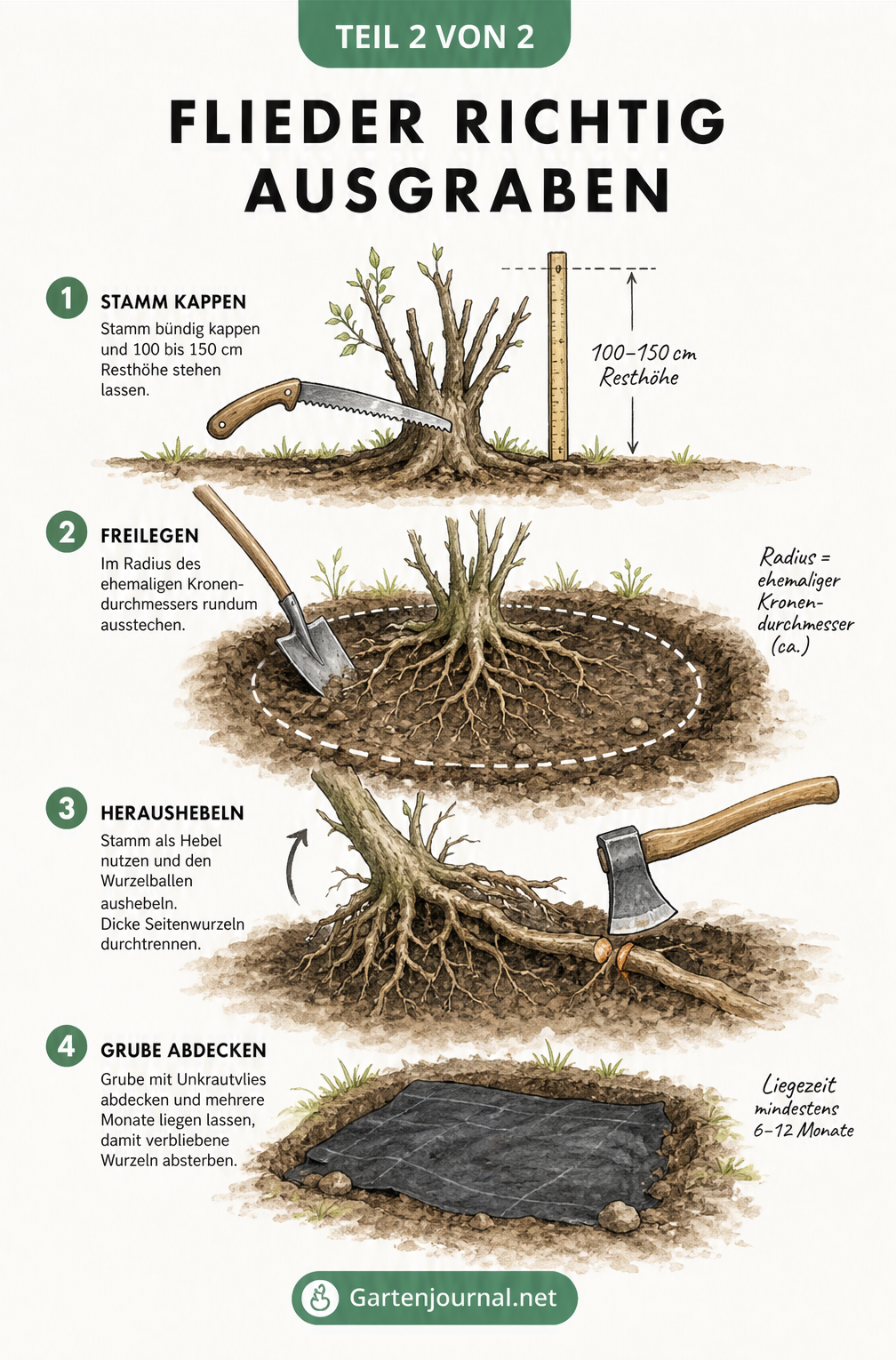 Vierstufige Illustration zum Ausgraben von Flieder: Stamm kappen, Radius markieren, Wurzelballen heraushebeln und Grube abdecken