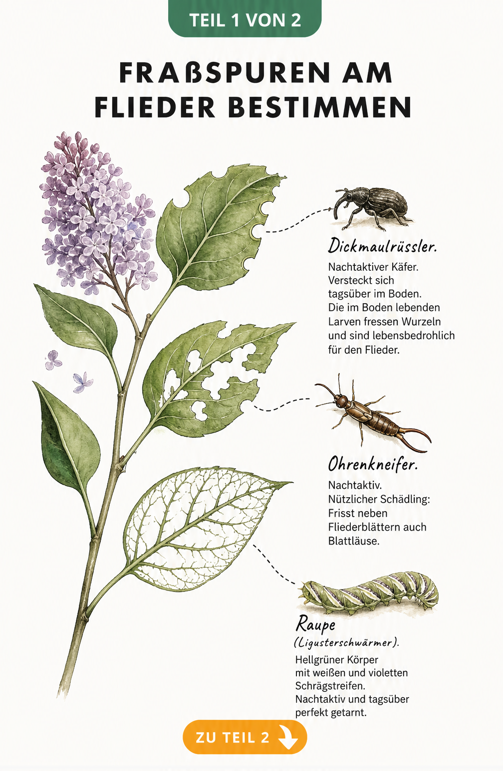 Illustration eines Fliederzweigs mit Fraßspuren von Dickmaulrüssler, Ohrenkneifer und Raupe