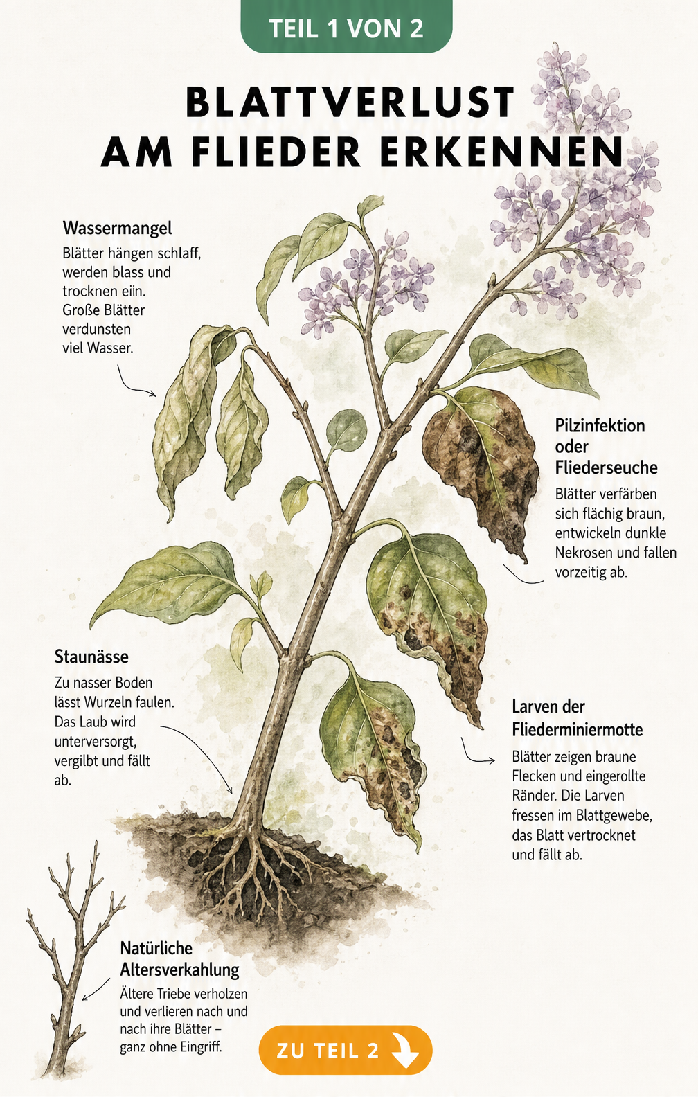 Botanische Zeichnung eines Fliederzweigs mit vier Schadbildern an den Blättern: Wassermangel, Fliederminiermotte, Pilzinfektion und Staunässe.