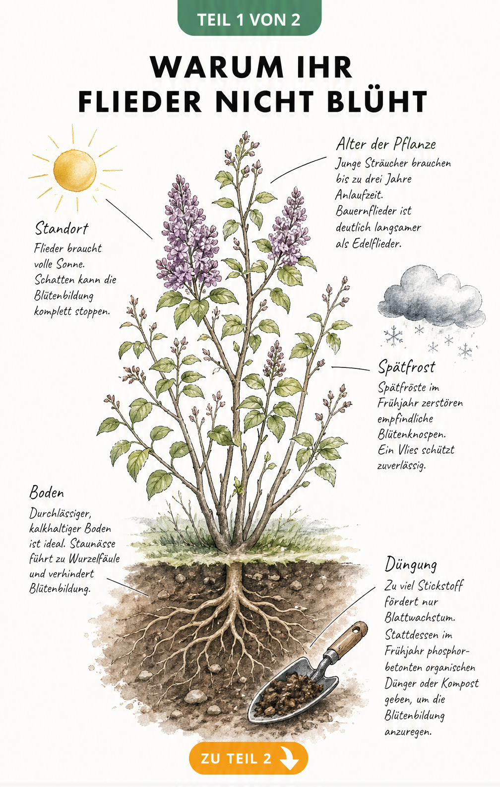 Botanische Illustration eines Fliederstrauchs mit Hinweisen zu Standort, Alter, Boden und Düngung für eine reiche Blüte