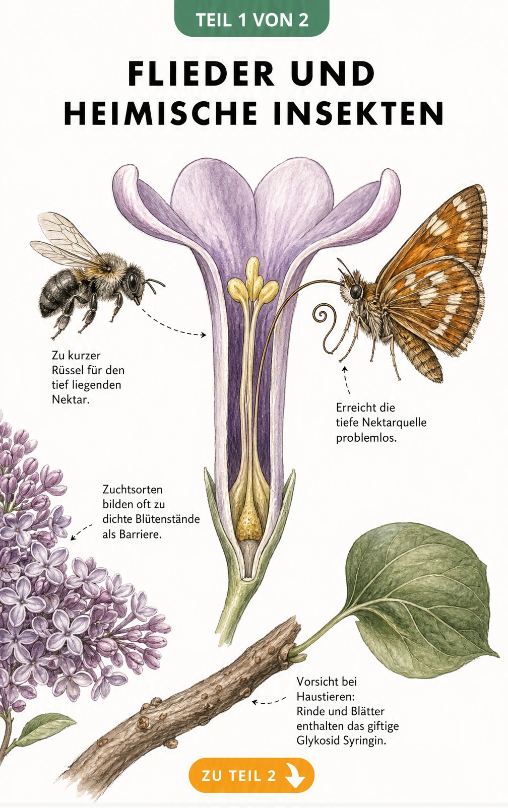 Botanische Schnittzeichnung einer Fliederblüte mit Wildbiene und Schmetterling, die die Erreichbarkeit des Nektars zeigt.