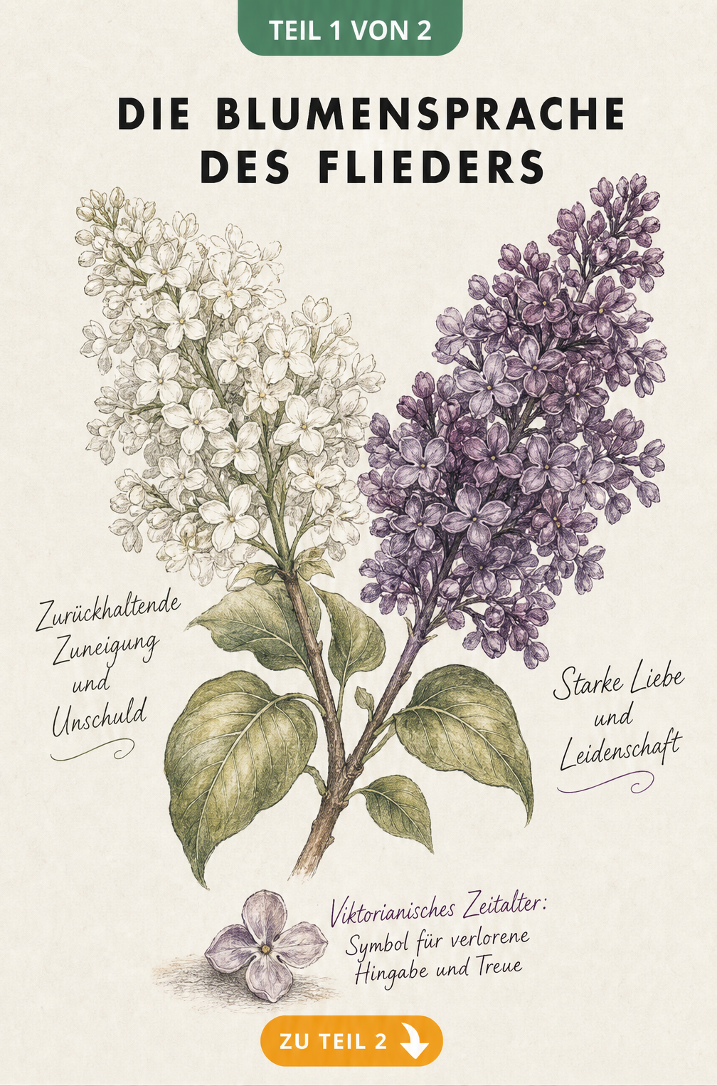 Botanische Illustration eines zweifarbigen Fliederzweigs mit weißen und violetten Blüten sowie Text zur Blumensprache