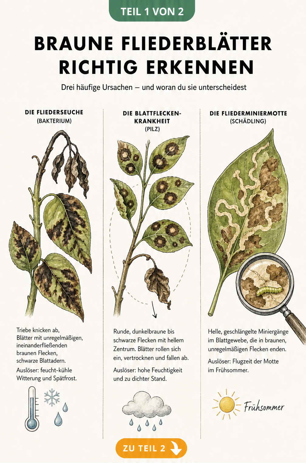 Illustration von drei Fliederzweigen, die die Symptome von Fliederseuche, Blattfleckenkrankheit und Fliederminiermotte zeigen.