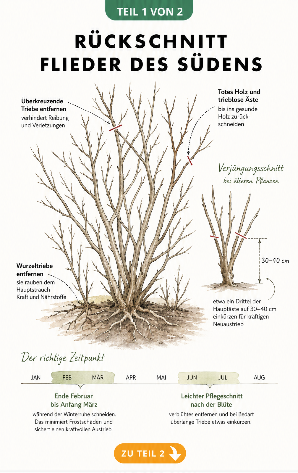 Botanische Illustration eines Flieder des Südens im Winter, die den idealen Schnittzeitpunkt und den Verjüngungsschnitt zeigt.