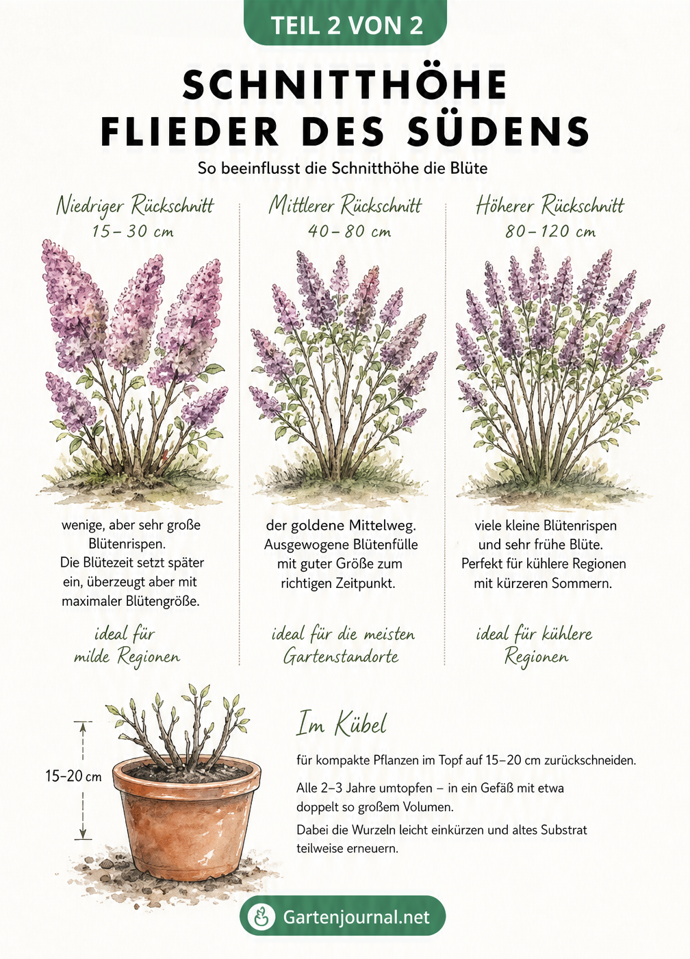 Drei Illustrationen des Flieder des Südens, die den Einfluss der Schnitthöhe auf die Blütengröße und den Blütezeitpunkt zeigen, sowie ein Kübelflieder.