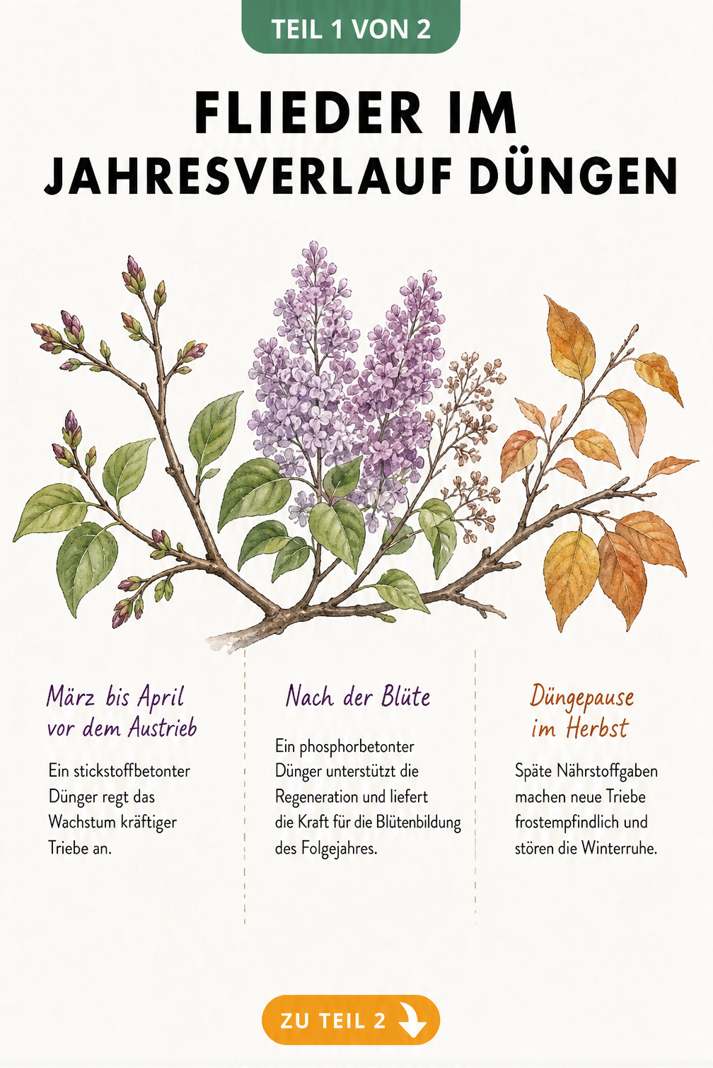 Aquarell-Zeichnung eines Fliederzweigs, der die Düngephasen im Jahresverlauf von Knospe über Blüte bis Herbstlaub zeigt