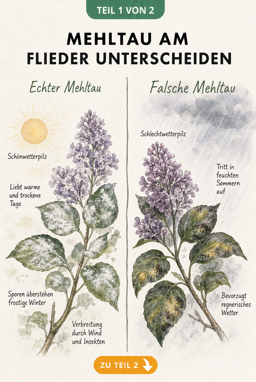 Botanische Illustration eines Fliederzweigs mit weißem Pilzbelag, der den Echten Mehltau als Schönwetterpilz darstellt.