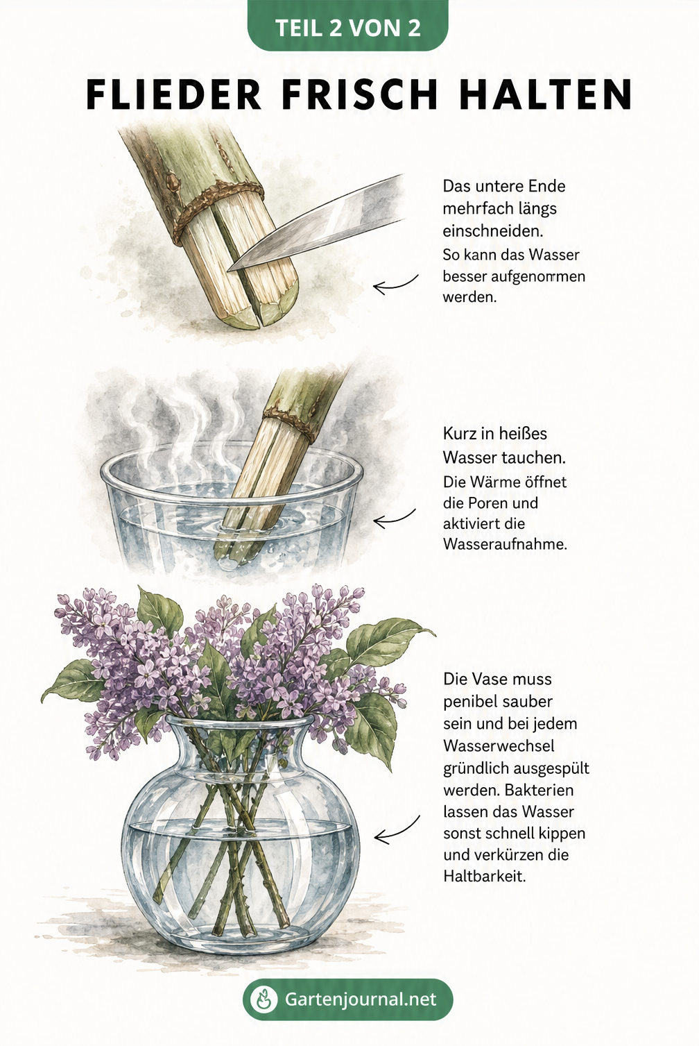 Illustration zur Pflege von Flieder in der Vase: Stielende einschneiden, in heißes Wasser tauchen und in eine saubere Glasvase stellen