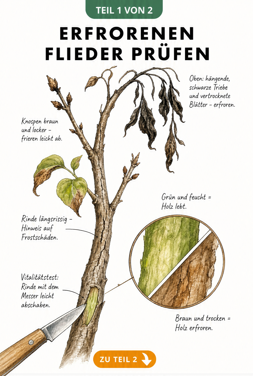 Botanische Illustration eines Fliederzweigs mit Frostschäden und Vitalitätstest durch Rindenschnitt