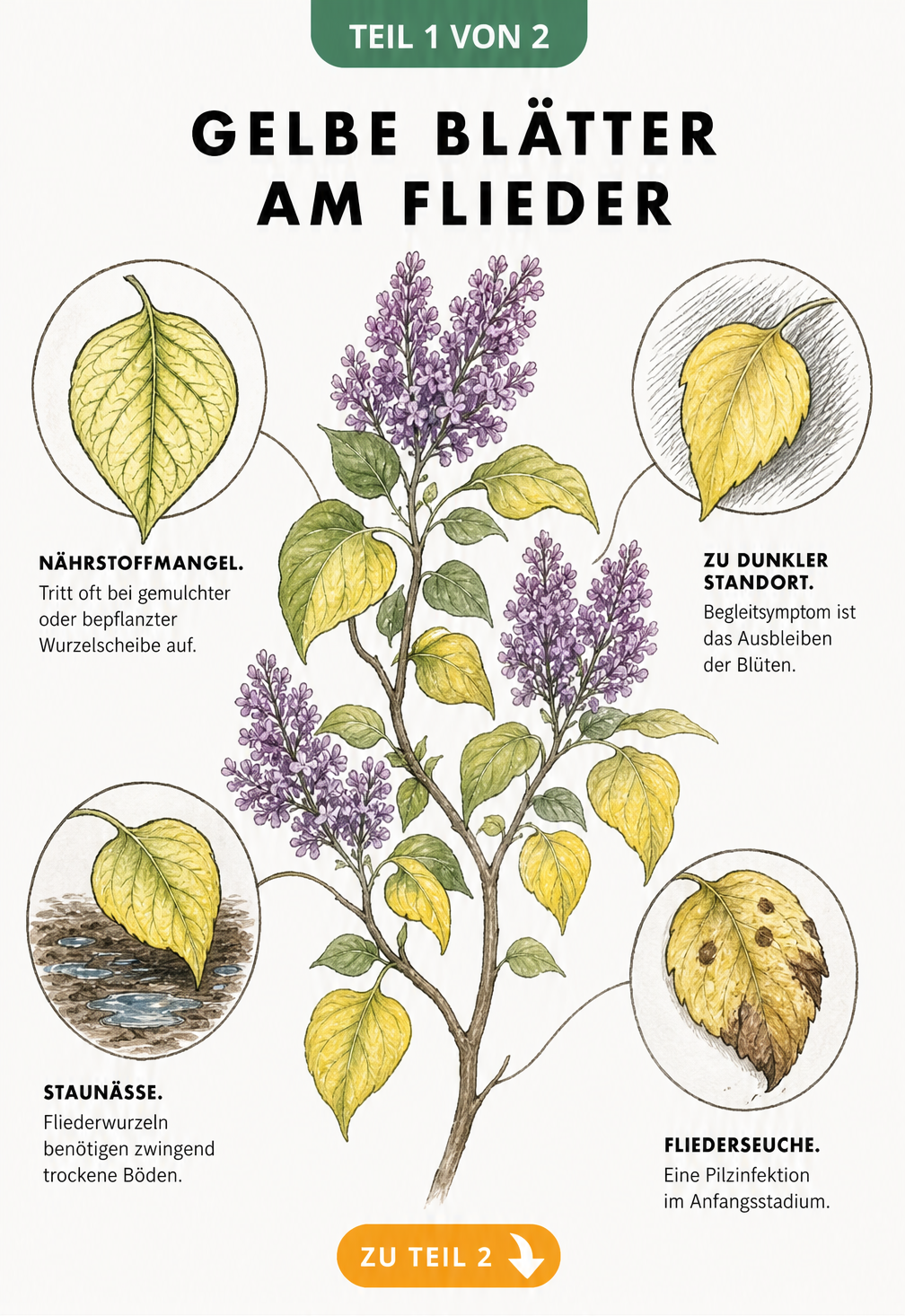 Botanische Illustration eines Fliederzweigs mit Detailansichten zu Ursachen für gelbe Blätter wie Nährstoffmangel, zu dunkler Standort, Staunässe und...