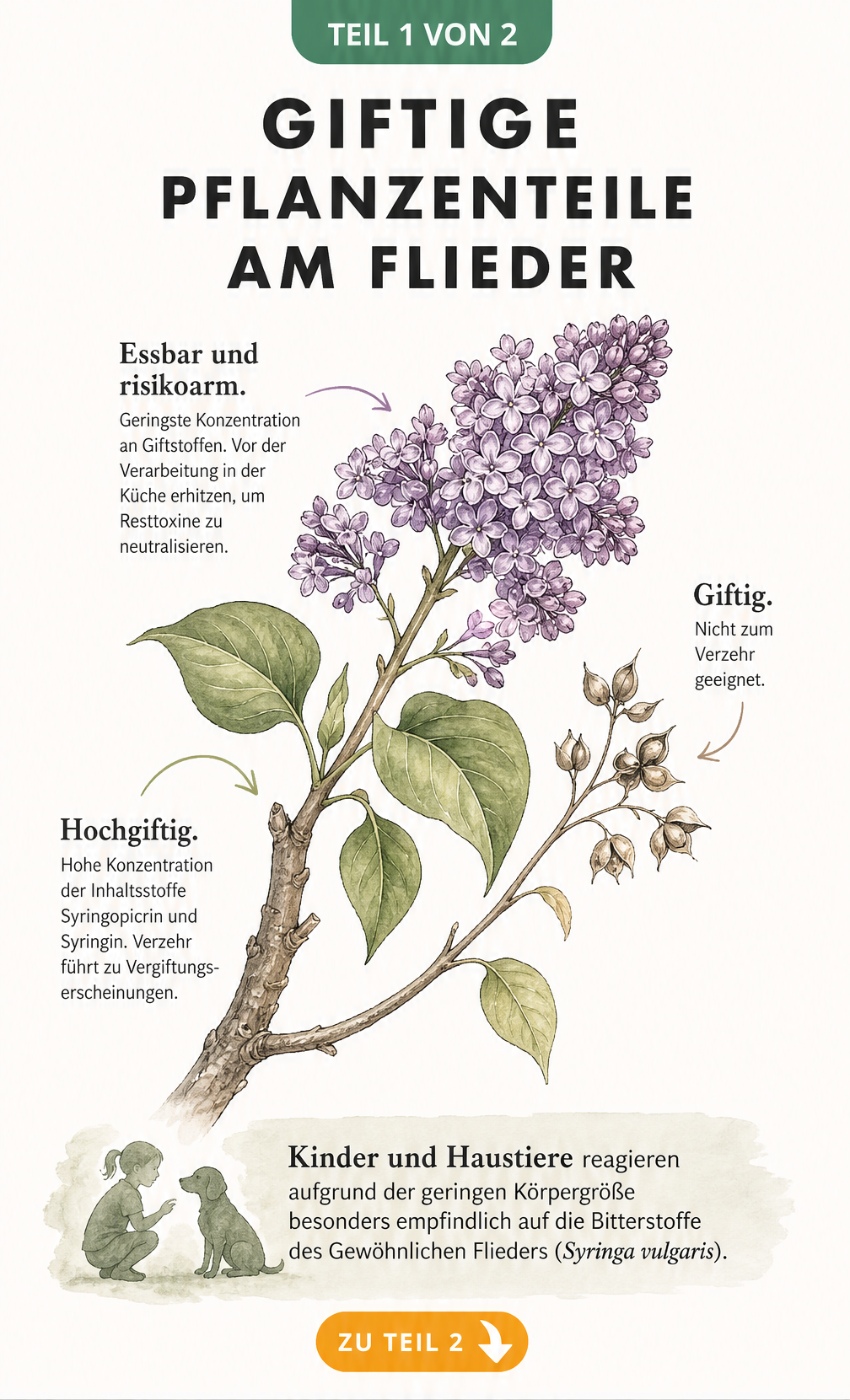 Botanische Illustration eines Fliederzweigs mit Markierungen der giftigen und essbaren Pflanzenteile