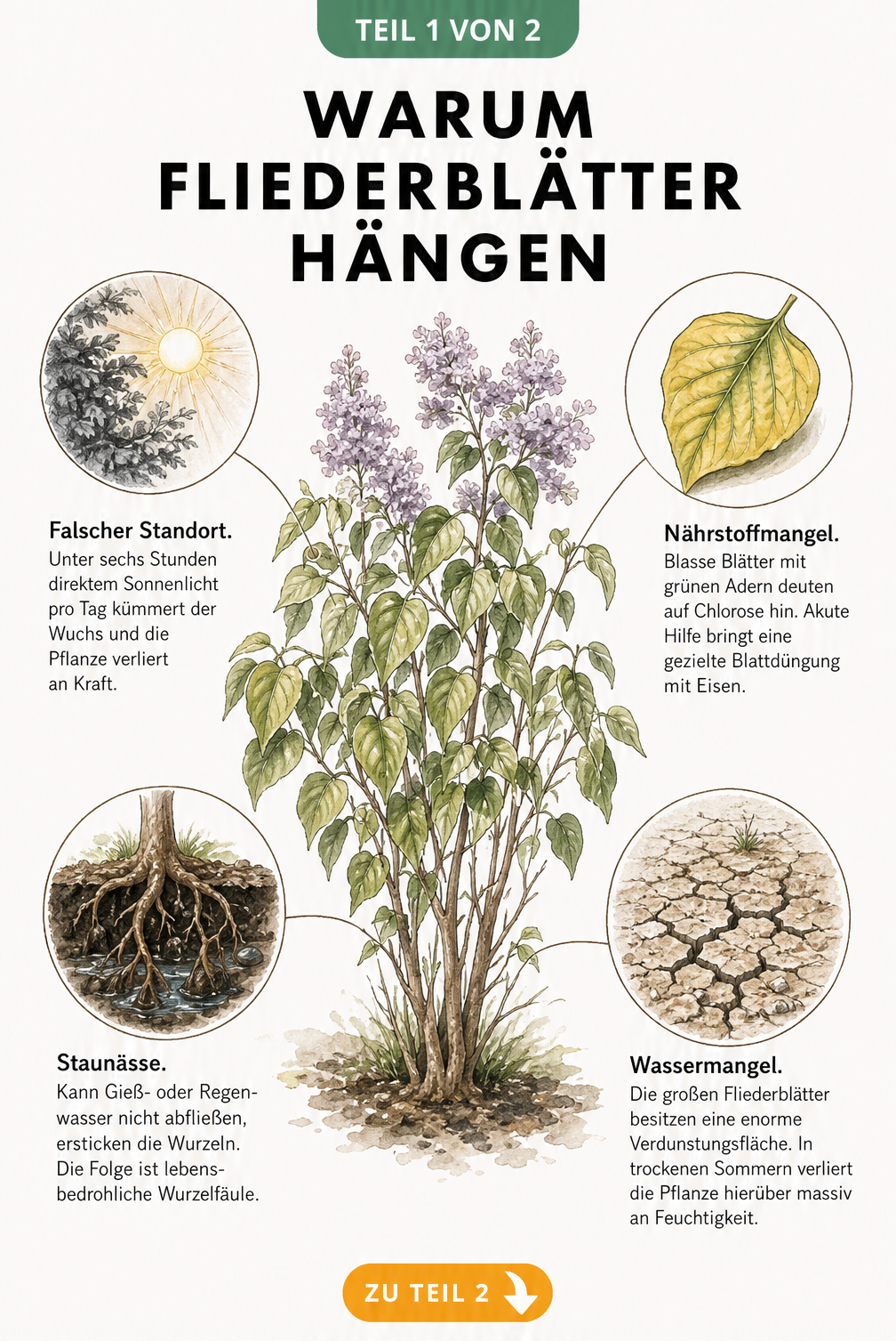 Botanische Illustration eines Flieders mit hängenden Blättern und Detailansichten zu Nährstoffmangel, falschem Standort, Wassermangel und Staunässe.
