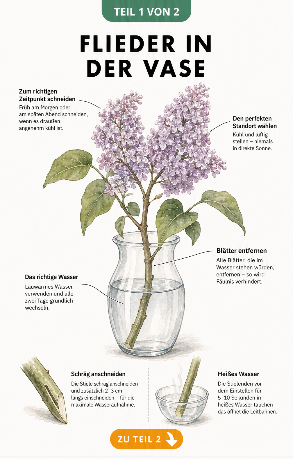 Botanische Illustration eines Fliederzweigs in einer Glasvase mit Pflegetipps wie Anschnitt, Wasserwechsel und Standort
