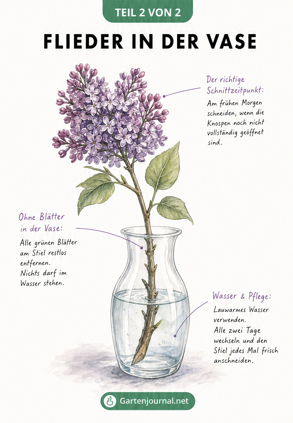Aquarell-Zeichnung eines Fliederzweigs in einer Glasvase mit Pflegetipps wie lauwarmem Wasser und dem Entfernen der Blätter.
