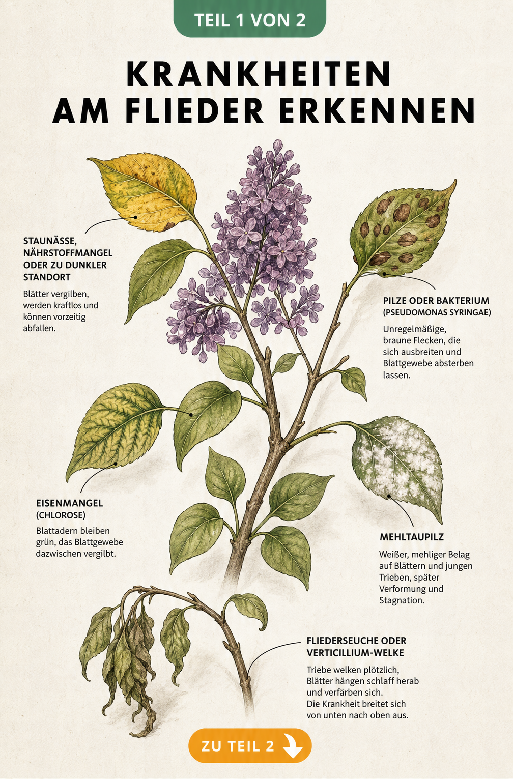 Botanische Illustration eines Fliederzweigs mit verschiedenen Schadbildern wie gelben Blättern, Chlorose, braunen Flecken, Mehltau und welken Trieben.