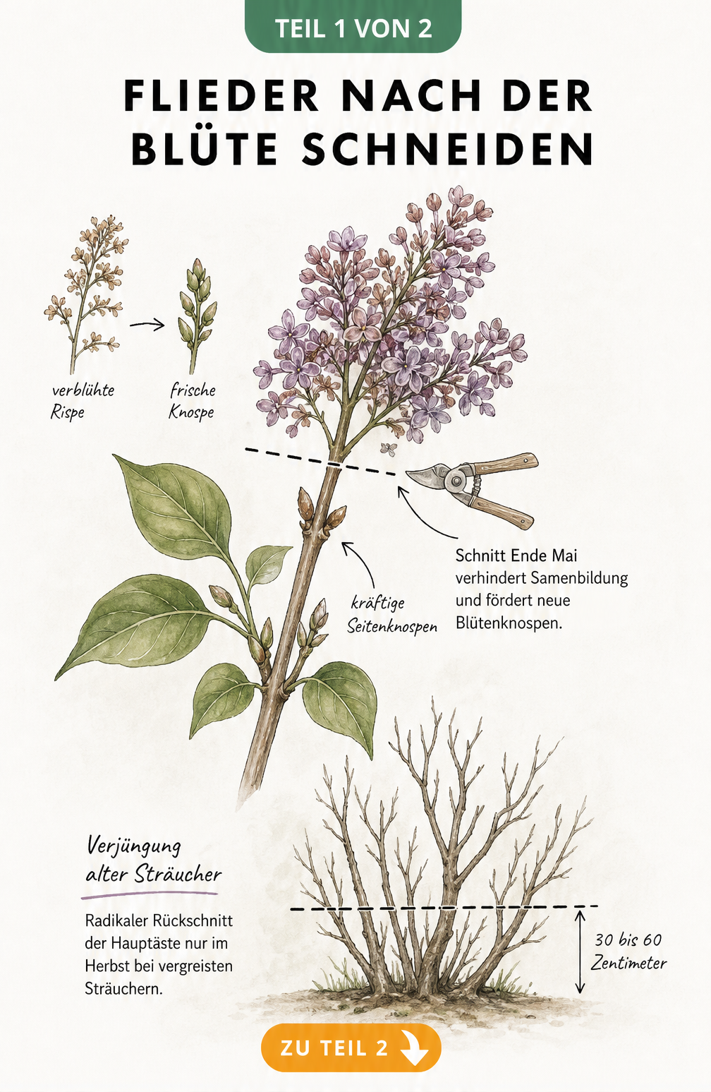 Illustration eines Fliederzweigs mit Markierung für den richtigen Schnitt nach der Blüte