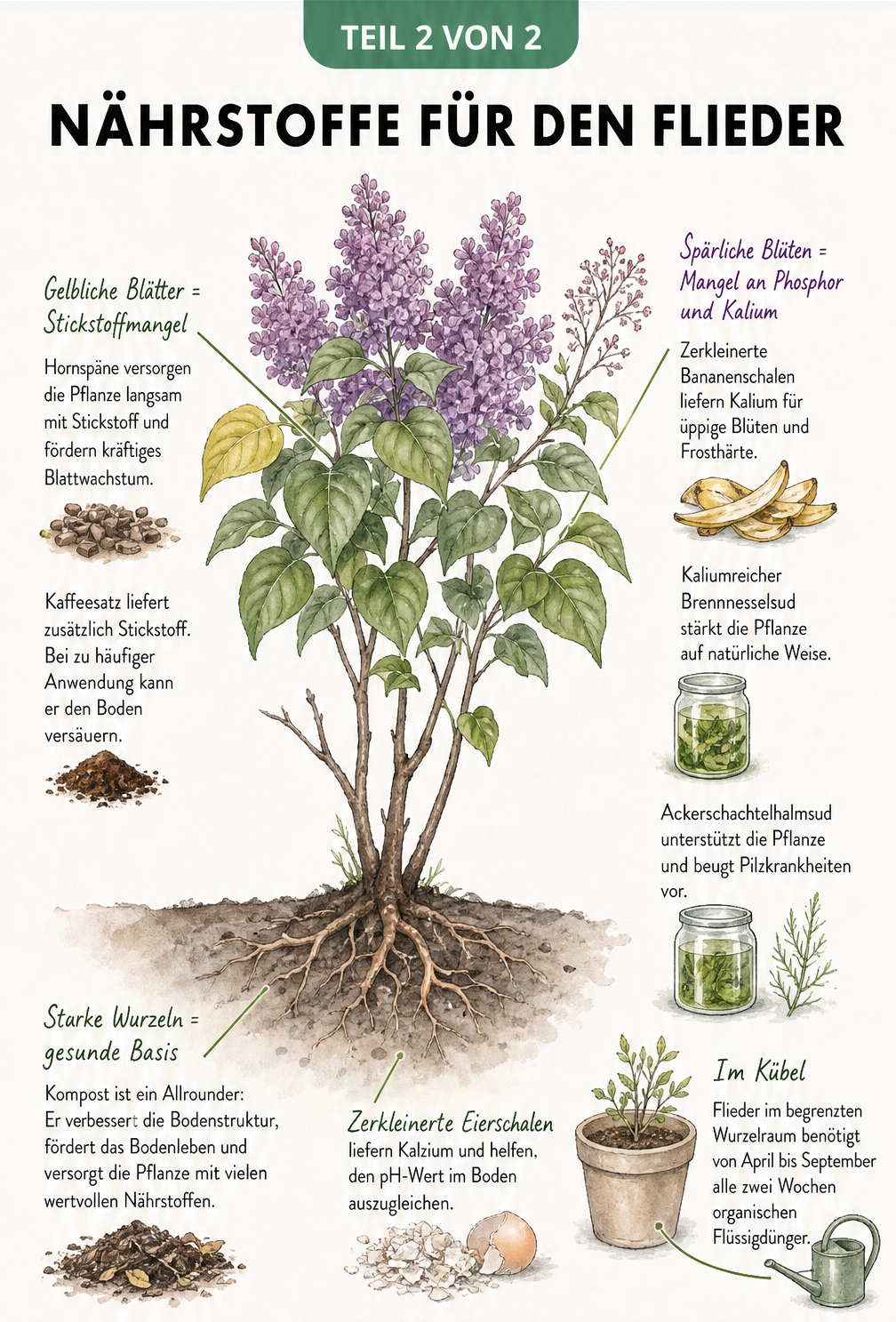 Botanische Illustration einer Fliederpflanze mit Linien zu passenden Düngern und Hausmitteln für Wurzeln, Blätter und Blüten