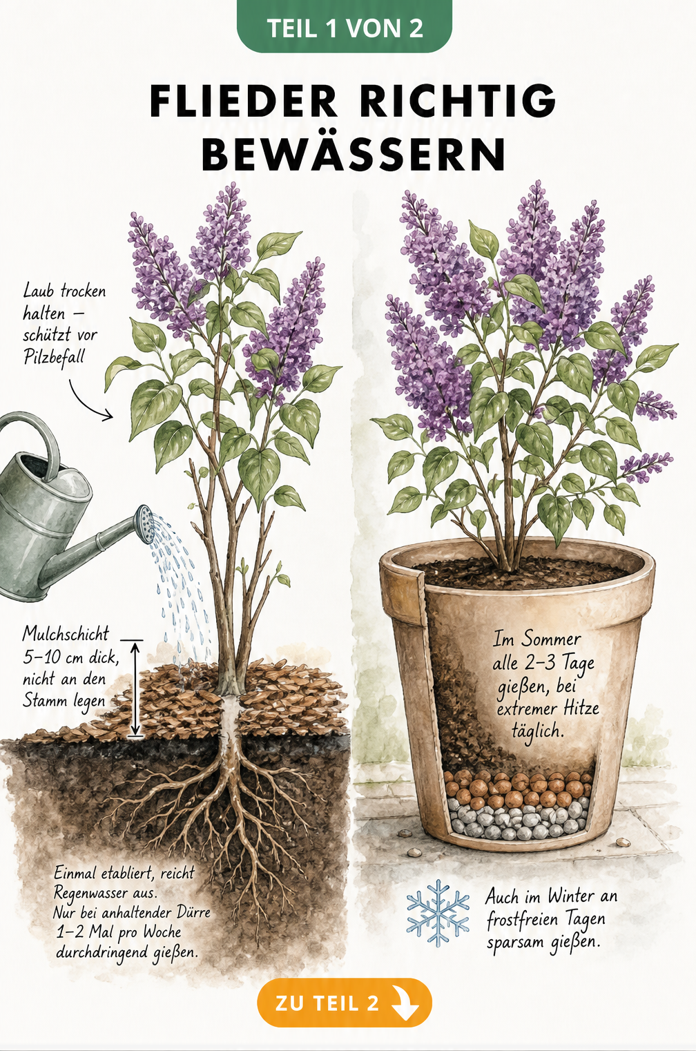 Illustration eines Flieders im Gartenboden und im Topf mit Hinweisen zur richtigen Bewässerung und Mulchschicht