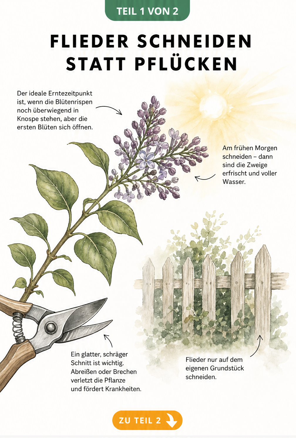 Botanische Illustration eines Fliederzweigs, der mit einer Gartenschere schräg angeschnitten wird, im Hintergrund eine Morgensonne